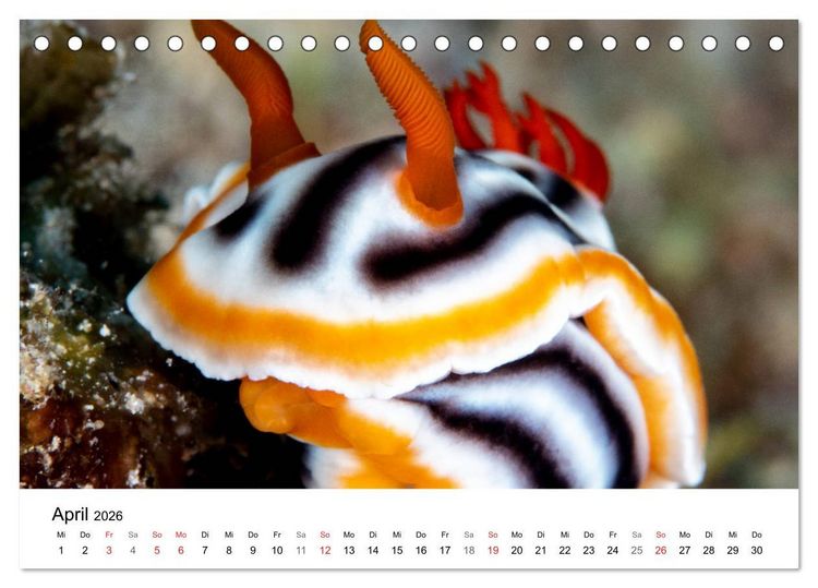 Produktbild: Highlights aus dem Meer - Tauchkalender (Tischkalender 2026 DIN A5 quer), CALVENDO Monatskalender