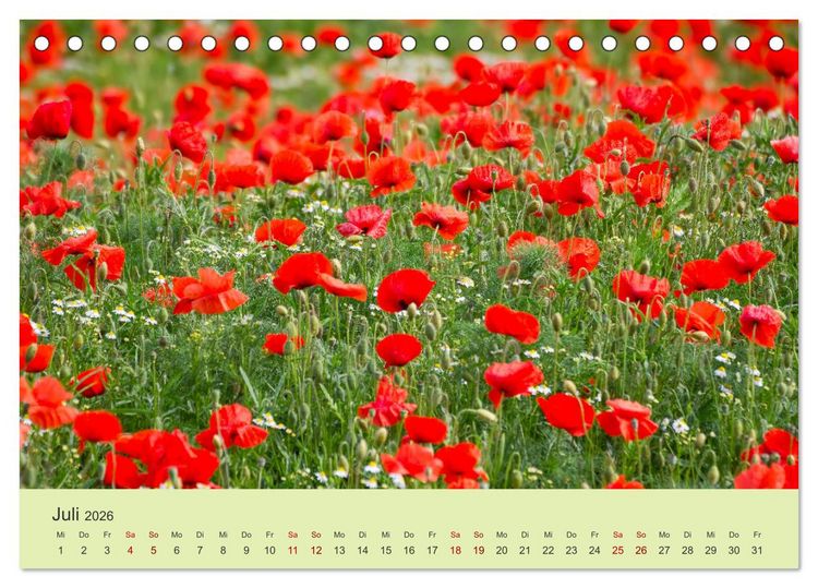 Produktbild: Wilde Blumen - ein Spaziergang durch die Natur (Tischkalender 2026 DIN A5 quer), CALVENDO Monatskalender