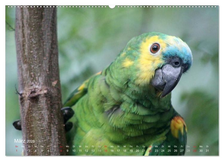 Produktbild: Blaustirnamazonen - Papageien in Paraguay (Wandkalender 2026 DIN A2 quer), CALVENDO Monatskalender