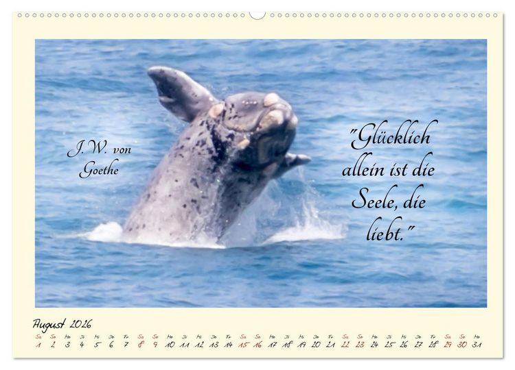 Produktbild: Gl&uuml;cksmomente Gl&uuml;cks-Zitate zu Fotos der gro&szlig;artigen s&uuml;dafrikanischen Tierwelt (hochwertiger Premium Wandkalender 2026 DIN A2 quer), Kunstdruck in Hochglanz