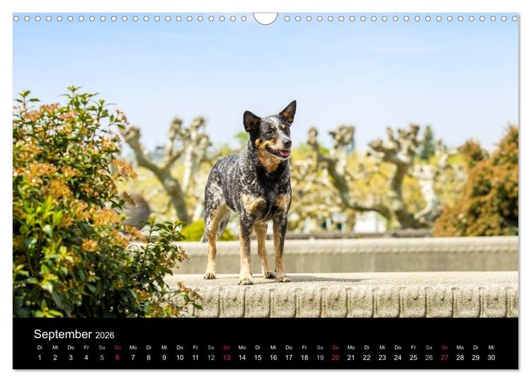 Produktbild: Australian Cattle Dogs zwischen Kunst und Kultur (Wandkalender 2026 DIN A3 quer), CALVENDO Monatskalender