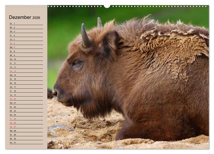 Produktbild: B&uuml;ffel. Wisent und Bison (hochwertiger Premium Wandkalender 2026 DIN A2 quer), Kunstdruck in Hochglanz