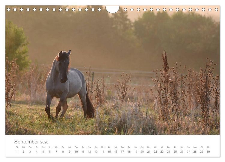 Produktbild: M&auml;rchenpferde (Wandkalender 2026 DIN A4 quer), CALVENDO Monatskalender
