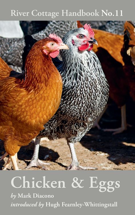Produktbild: Chicken & Eggs