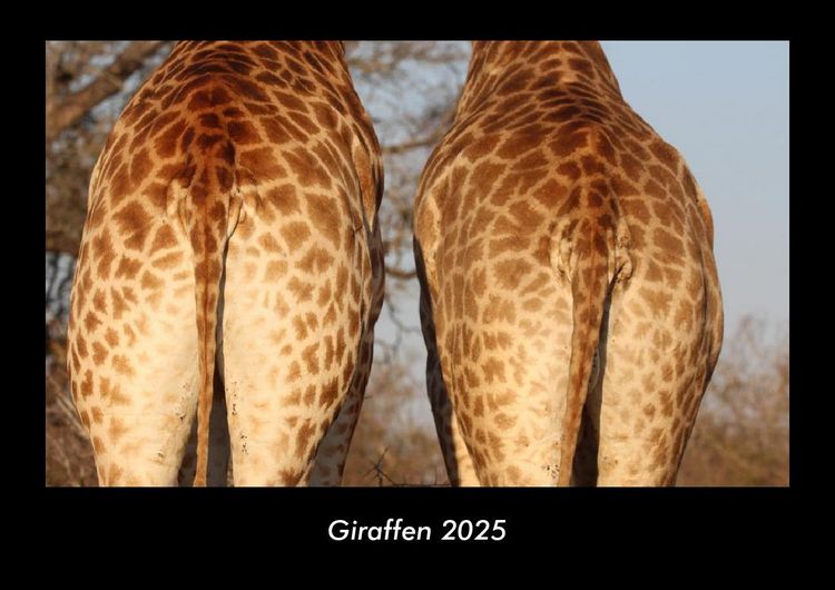 Produktbild: Giraffen 2025 Fotokalender DIN A3