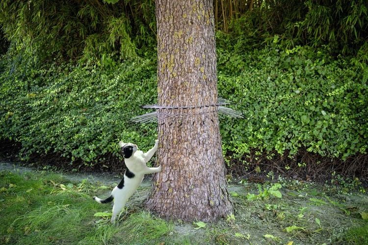 Produktbild: Gardigo Waschb&auml;r-, Marder-, Katzen- Abwehrg&uuml;rtel Sch&auml;dlingsvertreiber Funktionsart Abschreckung 1 St.
