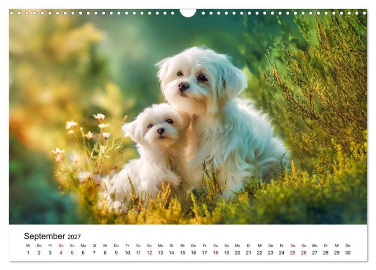 Produktbild: Kleine wei&szlig;e Wunder - ein Jahr mit Maltesern (Wandkalender 2027 DIN A3 quer), CALVENDO Monatskalender