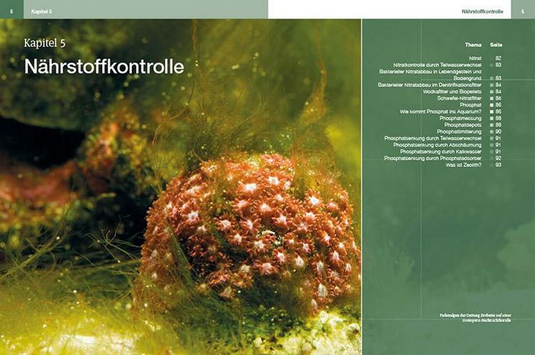 Produktbild: Steinkorallen im Aquarium Band 2
