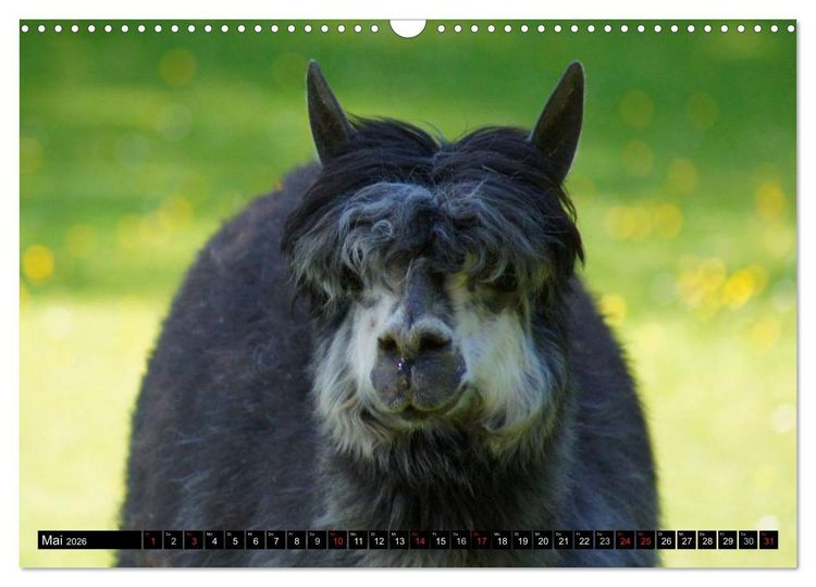 Produktbild: Lama und Alpaka (Wandkalender 2026 DIN A3 quer), CALVENDO Monatskalender