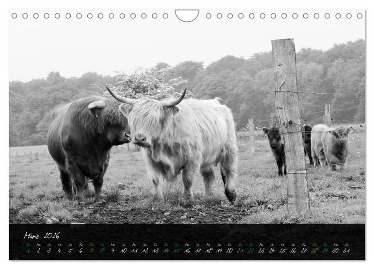 Produktbild: Highland Cattle vom Nordlicht - Faszination Hochland Rind (Wandkalender 2026 DIN A4 quer), CALVENDO Monatskalender