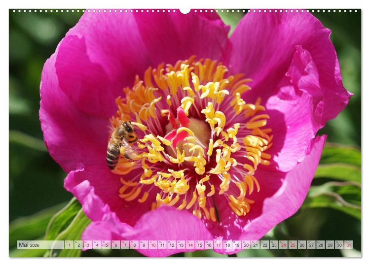 Produktbild: PFINGSTROSEN Rosen ohne Dornen (hochwertiger Premium Wandkalender 2026 DIN A2 quer), Kunstdruck in Hochglanz