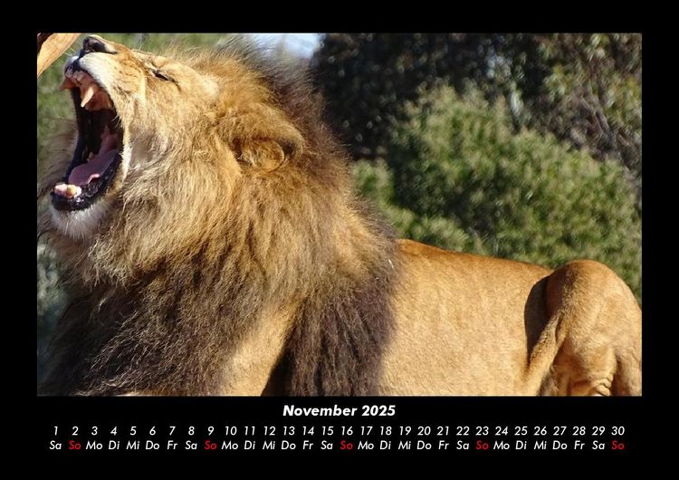 Produktbild: L&ouml;wen in der Wildnis 2025 Fotokalender DIN A3