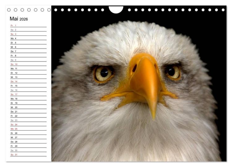 Produktbild: Der Wei&szlig;kopfseeadler (Wandkalender 2026 DIN A4 quer), CALVENDO Monatskalender
