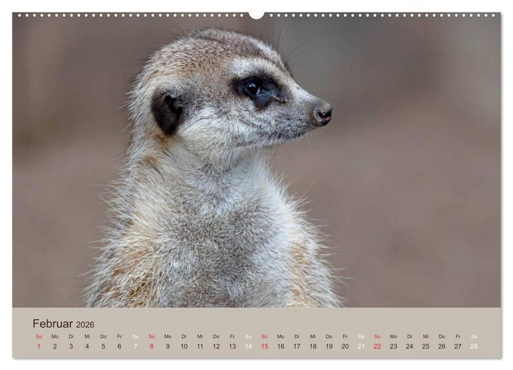 Produktbild: Quirlige Erdm&auml;nnchen (hochwertiger Premium Wandkalender 2026 DIN A2 quer), Kunstdruck in Hochglanz