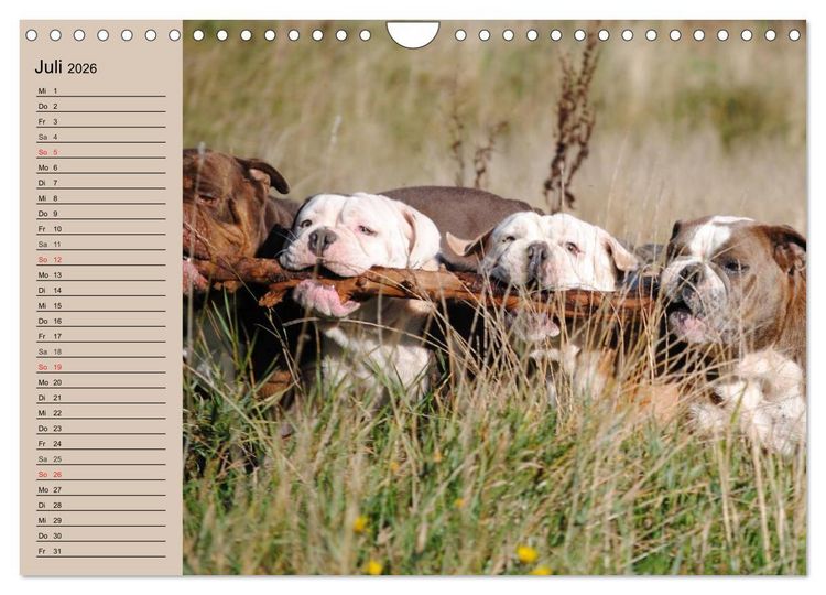 Produktbild: Faszination Bulldogge (Wandkalender 2026 DIN A4 quer), CALVENDO Monatskalender