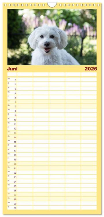 Produktbild: Familienplaner 2026 - Maltipoo - Malteser -Pudel mit 5 Spalten (Wandkalender, 21 x 45 cm) CALVENDO