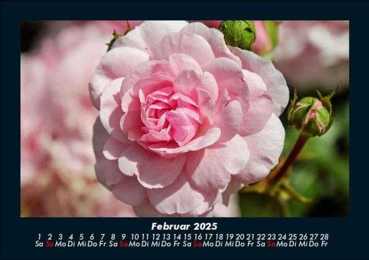 Produktbild: Blumentr&auml;ume 2025 Fotokalender DIN A5
