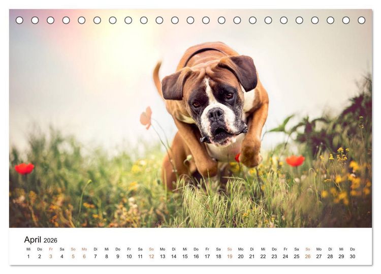 Produktbild: Deutscher Boxer (Tischkalender 2026 DIN A5 quer), CALVENDO Monatskalender