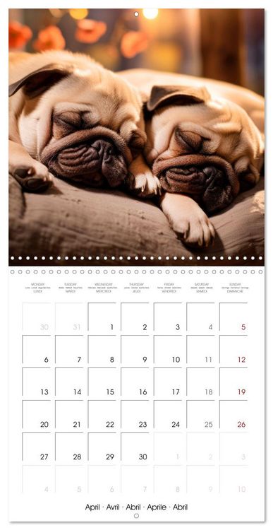 Produktbild: PUGS Cute and cuddly doggies (Wall Calendar 2026 12 &times; 12 Inch) CALVENDO 12 Month Wall Calendar