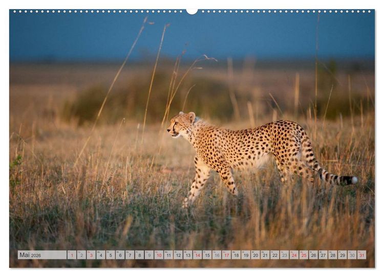 Produktbild: Emotionale Momente: Geparden (Wandkalender 2026 DIN A2 quer), CALVENDO Monatskalender