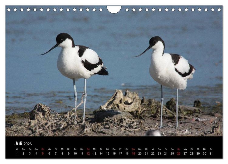 Produktbild: Limikolen Watv&ouml;gel auf dem Zug (Wandkalender 2026 DIN A4 quer), CALVENDO Monatskalender