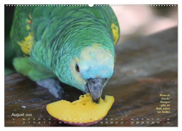 Produktbild: Blaustirnamazonen - Papageien in Paraguay (Wandkalender 2026 DIN A2 quer), CALVENDO Monatskalender