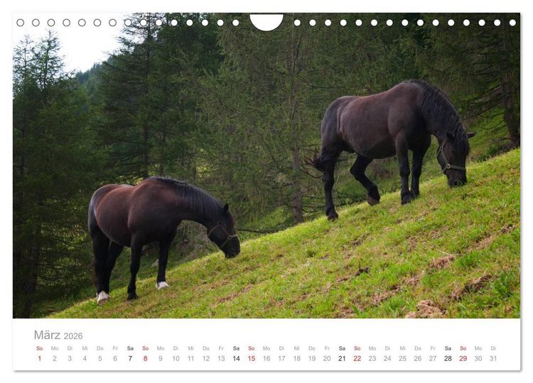 Produktbild: Tiere in Freiheit - Nutztiere auf der Alm (Wandkalender 2026 DIN A4 quer), CALVENDO Monatskalender