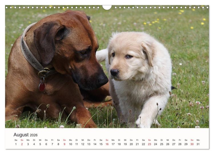 Produktbild: Rhodesian Ridgeback Sch&ouml;nheit aus Afrika (Wandkalender 2026 DIN A3 quer), CALVENDO Monatskalender