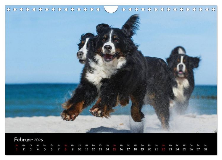 Produktbild: Berner Sennenhund 2026 (Wandkalender 2026 DIN A4 quer), CALVENDO Monatskalender