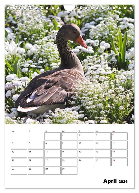Produktbild: G&auml;nse, geliebte Wasserv&ouml;gel (Wandkalender 2026 DIN A4 hoch), CALVENDO Monatskalender
