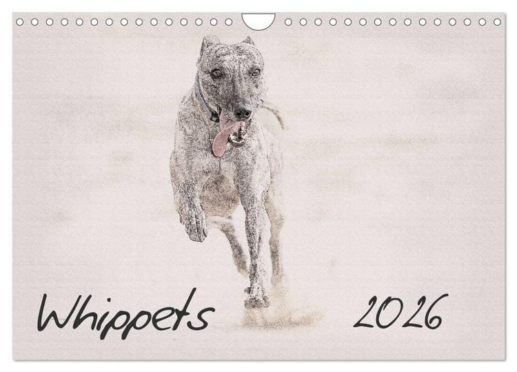 Produktbild: Whippets 2026 (Wall Calendar 2026 DIN A4 landscape), CALVENDO 12 Month Wall Calendar