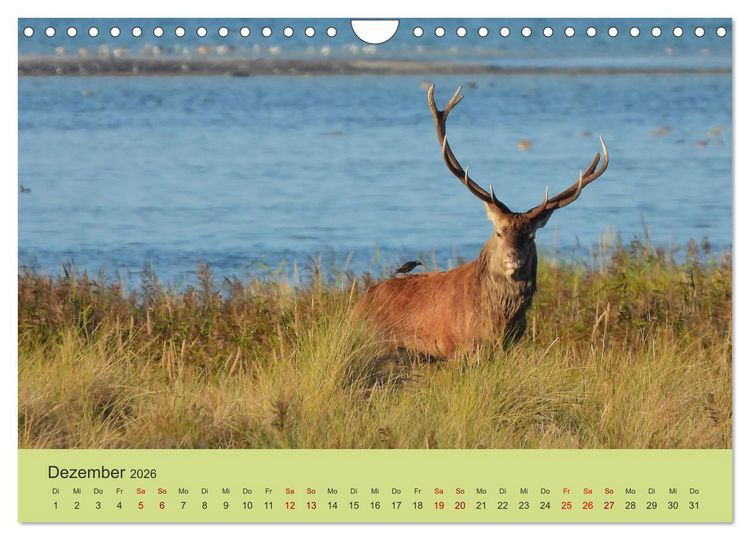 Produktbild: K&uuml;sten Hirsche - Rotwild auf dem Dar&szlig; (Wandkalender 2026 DIN A4 quer), CALVENDO Monatskalender