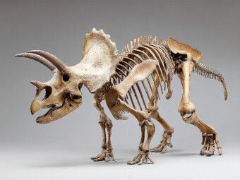 Produktbild: CALVENDO Puzzle Dinosaurier Triceratops-Skelett mit H&ouml;rnern und gro&szlig;em Nackenschild | 1000 Teile Lege-Gr&ouml;&szlig;e 64x48cm Foto-Puzzle f&uuml;r gl&uuml;ckliche Stunden