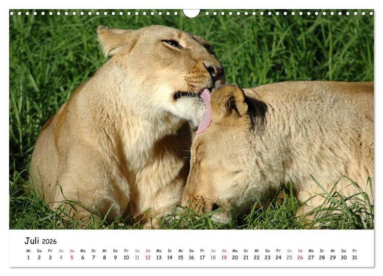 Produktbild: L&ouml;wen Impressionen (Wandkalender 2026 DIN A3 quer), CALVENDO Monatskalender
