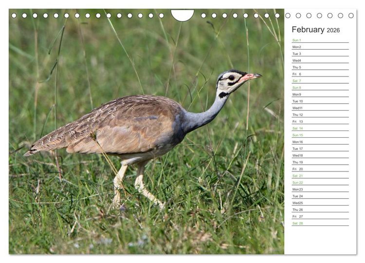 Produktbild: Kenya - its Wildlife (Wall Calendar 2026 DIN A4 landscape), CALVENDO 12 Month Wall Calendar