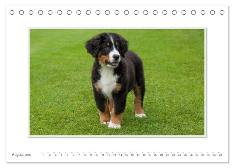 Produktbild: Emotionale Momente: Berner Sennenhund. (Tischkalender 2026 DIN A5 quer), CALVENDO Monatskalender