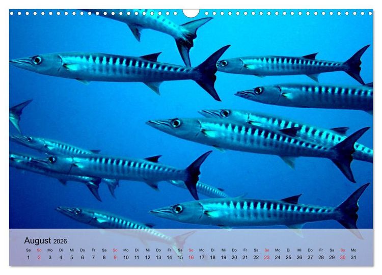 Produktbild: In der Meerestiefe. Fische und Korallen im ewigen Blau (Wandkalender 2026 DIN A3 quer), CALVENDO Monatskalender