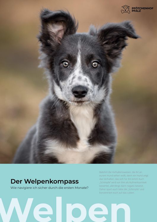 Produktbild: Der Welpenkompass