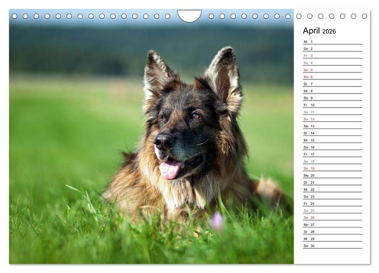 Produktbild: Zauberhafte Langhaar Sch&auml;ferhunde (Wandkalender 2026 DIN A4 quer), CALVENDO Monatskalender