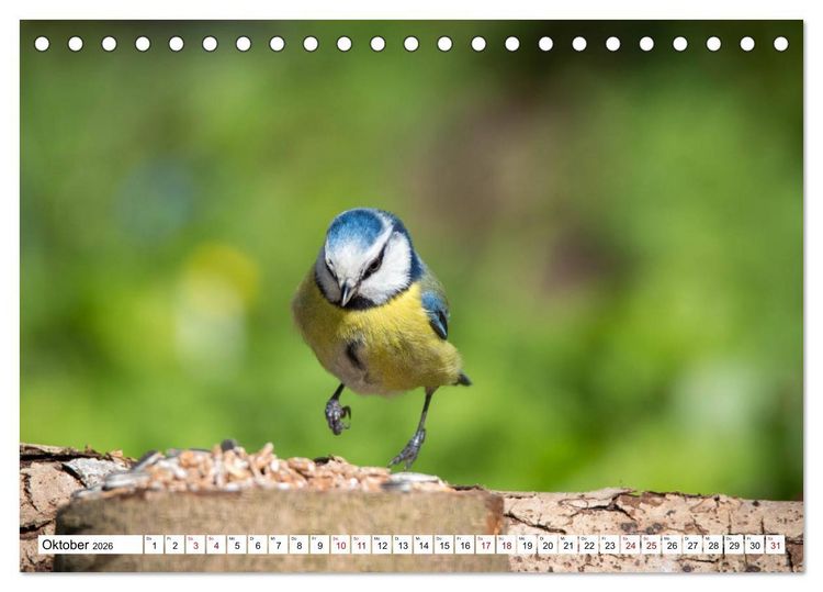 Produktbild: Sch&ouml;nheiten im Federkleid - Heimische Wildv&ouml;gel im Portrait (Tischkalender 2026 DIN A5 quer), CALVENDO Monatskalender