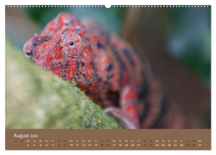 Produktbild: Madagaskars wundersame Tierwelt (hochwertiger Premium Wandkalender 2026 DIN A2 quer), Kunstdruck in Hochglanz