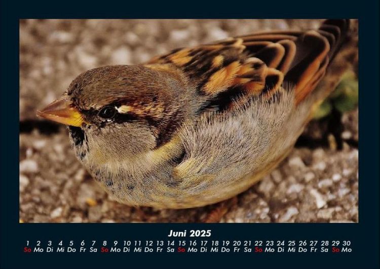 Produktbild: Welt der V&ouml;gel 2025 Fotokalender DIN A4