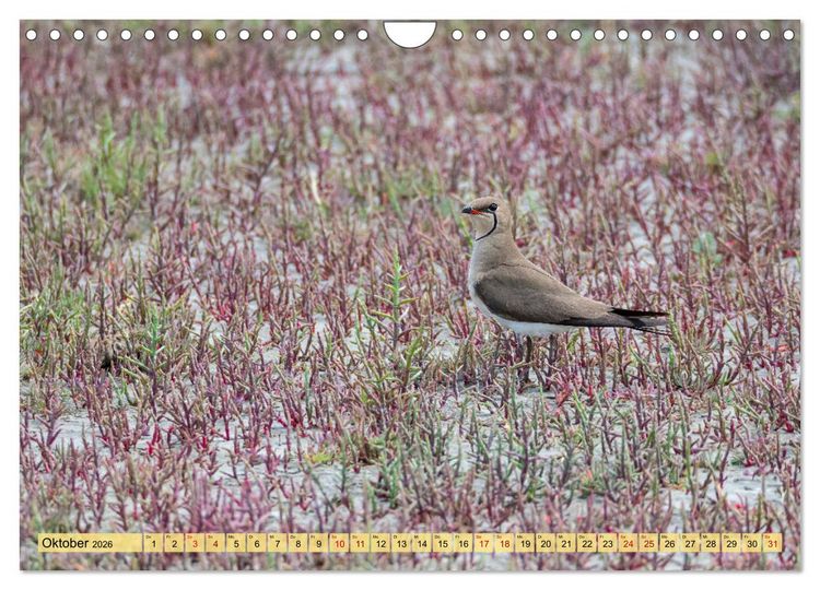 Produktbild: Donaudelta - Europas gro&szlig;es Vogelparadies (Wandkalender 2026 DIN A4 quer), CALVENDO Monatskalender