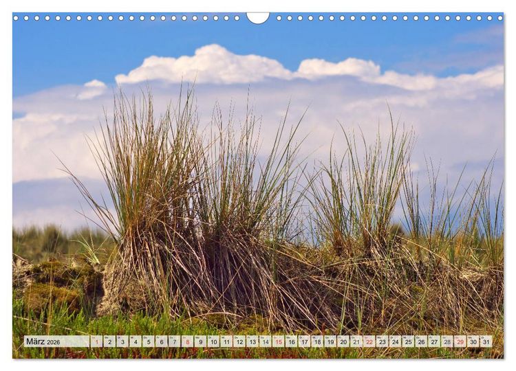 Produktbild: Nordseeinsel Amrum (Wandkalender 2026 DIN A3 quer), CALVENDO Monatskalender
