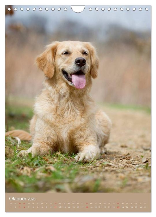 Produktbild: Golden Retriever (Wandkalender 2026 DIN A4 hoch), CALVENDO Monatskalender