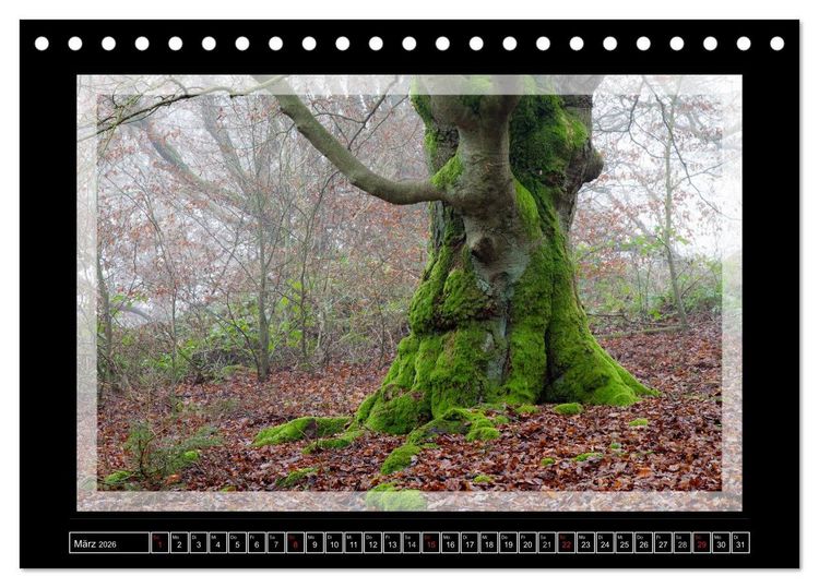 Produktbild: Zauberwald HALLOH (Tischkalender 2026 DIN A5 quer), CALVENDO Monatskalender
