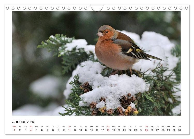 Produktbild: Heimische Gartenv&ouml;gel - Gefiederte Freunde (Wandkalender 2026 DIN A4 quer), CALVENDO Monatskalender