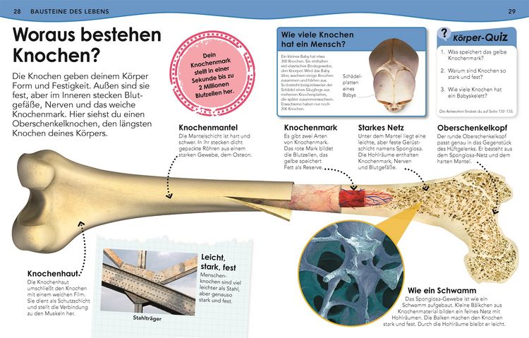 Produktbild: Weshalb? Deshalb! K&ouml;rper