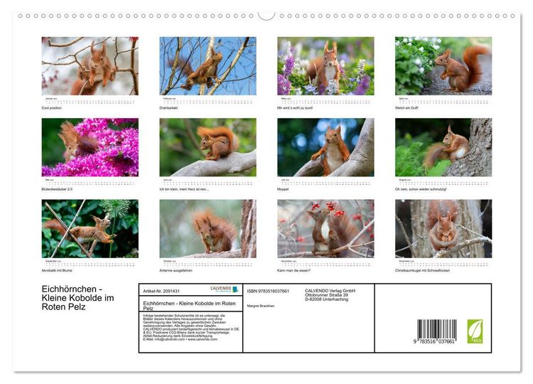 Produktbild: Eichh&ouml;rnchen - Kleine Kobolde im Roten Pelz (hochwertiger Premium Wandkalender 2026 DIN A2 quer), Kunstdruck in Hochglanz