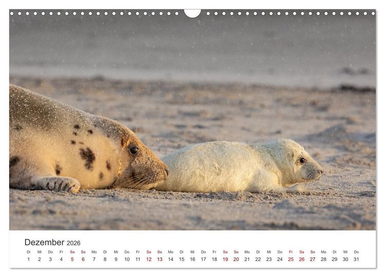 Produktbild: Junge Kegelrobben (Wandkalender 2026 DIN A3 quer), CALVENDO Monatskalender